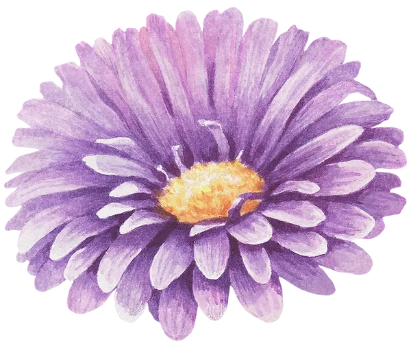 Purple Flower 